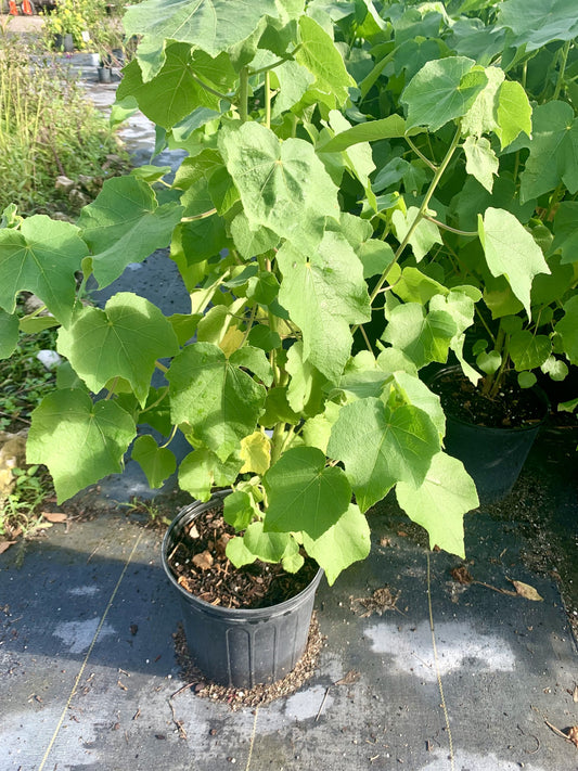 Sleepy Hibiscus, Hibiscus furcellatus