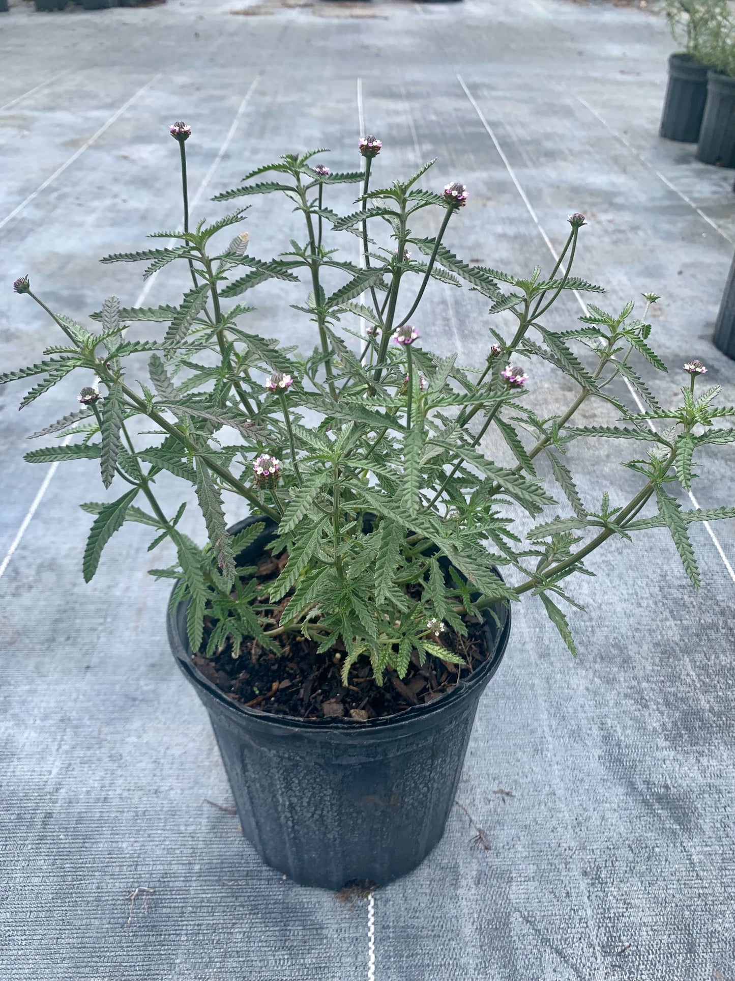 Southern Frogfruit, Lippia stoechadifolia