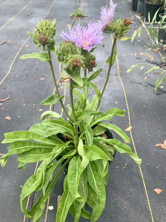 Stokes Aster, Stokesia laevis