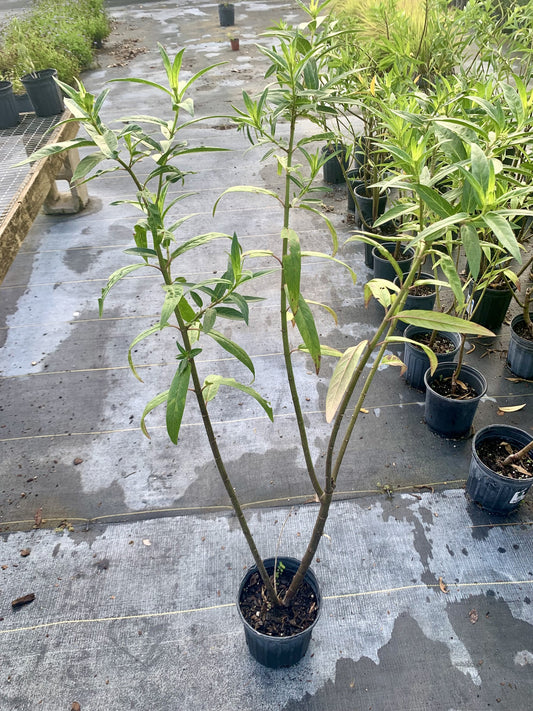 Pink Swamp Milkweed, Asclepias incarnata