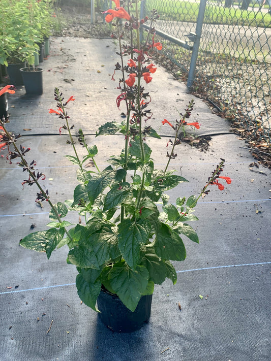 Tropical Sage Red, Salvia coccina