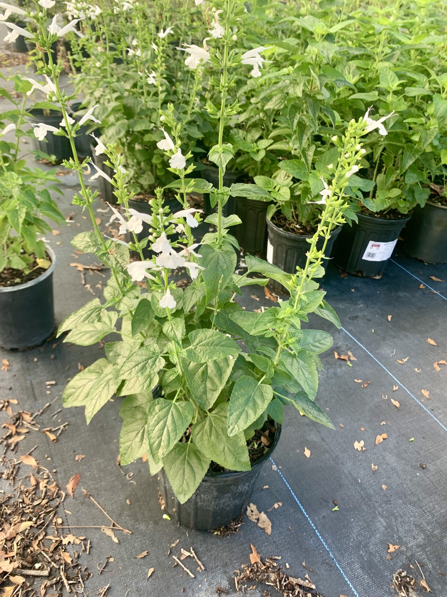 Tropical Sage White, Salvia coccinia