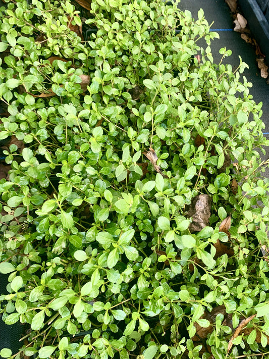 Hammock Twinflower, Dyschoriste humistrata