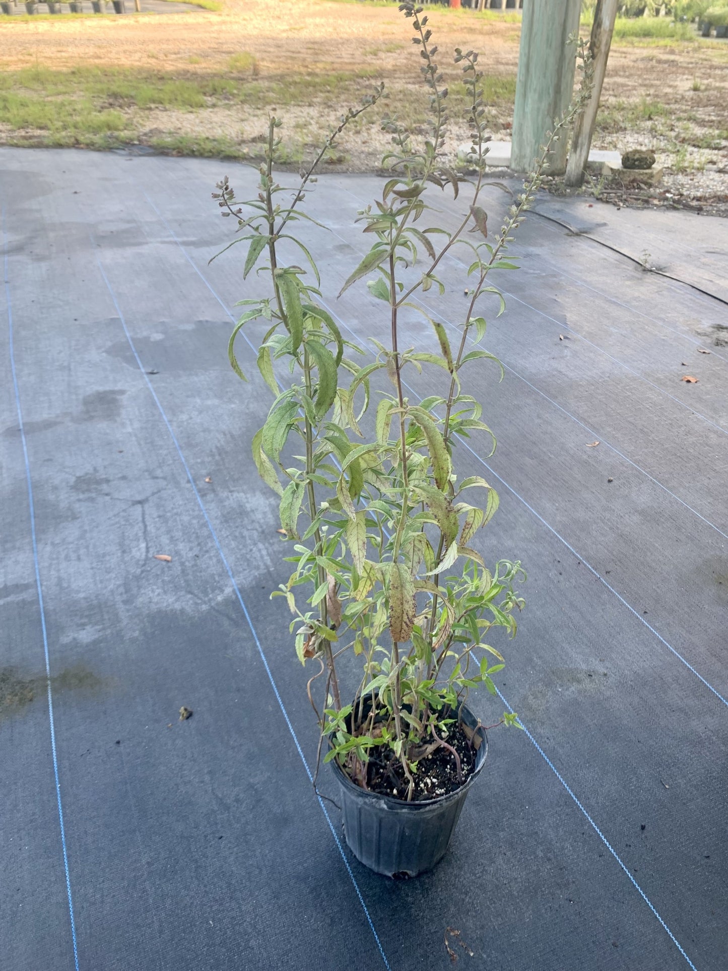 Wood Sage, Teucrium canadense